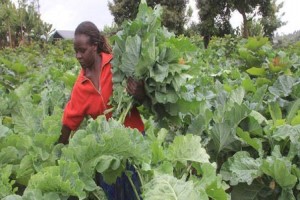 Boerenkool from Kenia